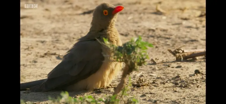 Red-billed oxpecker (Buphagus erythrorynchus) as shown in Seven Worlds, One Planet - Africa